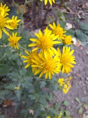 Chrysanthemum indicum