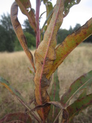 Pucciniastrum epilobii