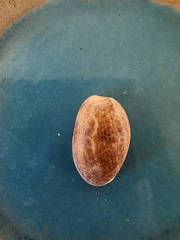 Bulla occidentalis