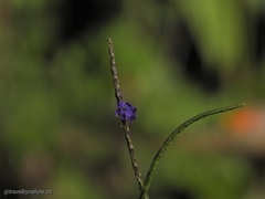 Stachytarpheta urticifolia