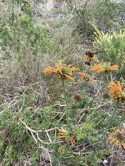 Leonotis ocymifolia