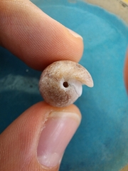 Bulla occidentalis