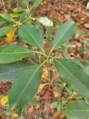Kalmia latifolia