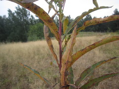 Pucciniastrum epilobii