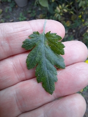 Chrysanthemum indicum