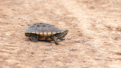 Malayemys macrocephala