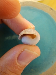 Bulla occidentalis