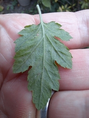 Chrysanthemum indicum