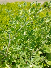 Salpichroa origanifolia
