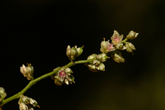 Celosia trigyna image