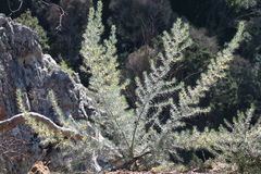 Aspalathus florifera