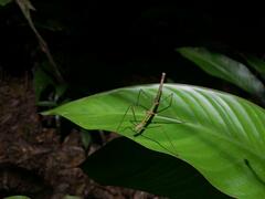 Exocnophila