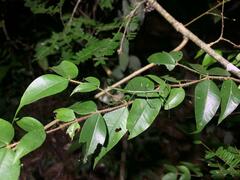 Exocnophila