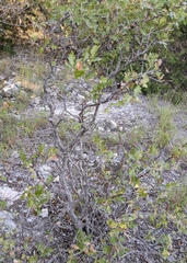 Quercus sinuata breviloba