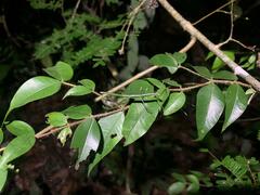 Exocnophila