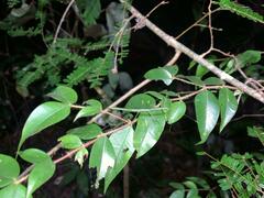 Exocnophila