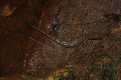 Tropidophorus beccarii