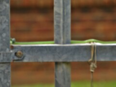 Philothamnus semivariegatus