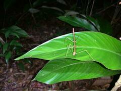 Exocnophila