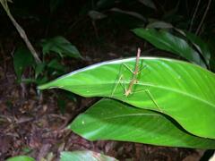 Exocnophila