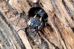 Xiphydria longicollis