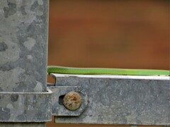 Philothamnus semivariegatus