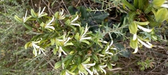 Bonatea speciosa