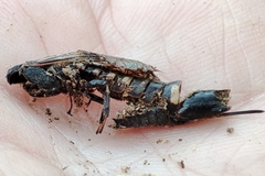 Xiphydria longicollis