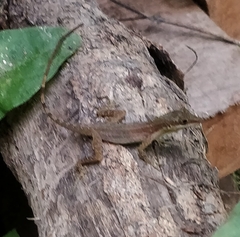 Anolis limifrons