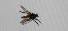 Archilestris magnificus