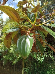 Meriania nobilis