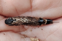 Xiphydria longicollis