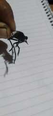 Archilestris magnificus