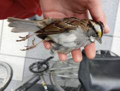 Zonotrichia albicollis