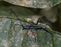 Mionochroma vittatum