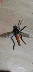 Archilestris magnificus