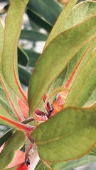Protea obtusifolia
