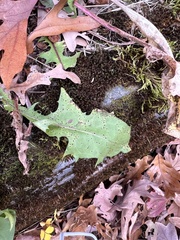 Puccinia hieracii