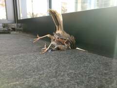 Zonotrichia albicollis