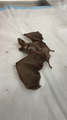 Macrotus californicus