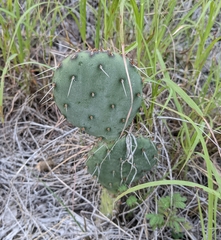 Opuntia gilvescens