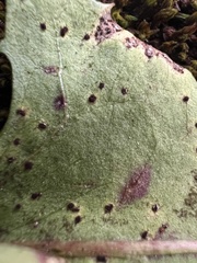 Puccinia hieracii