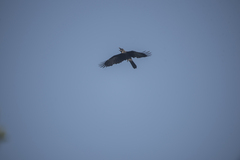 Corvus macrorhynchos
