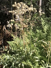Angelica capitellata