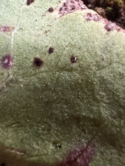 Puccinia hieracii