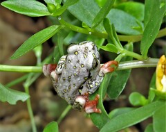 Hyperolius marmoratus marmoratus