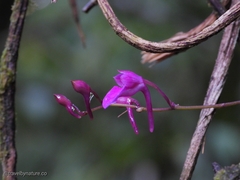 Comparettia falcata