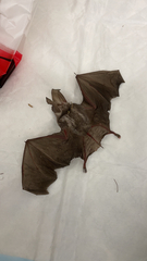 Macrotus californicus