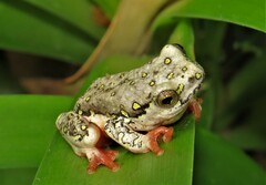Hyperolius marmoratus marmoratus