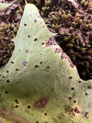 Puccinia hieracii